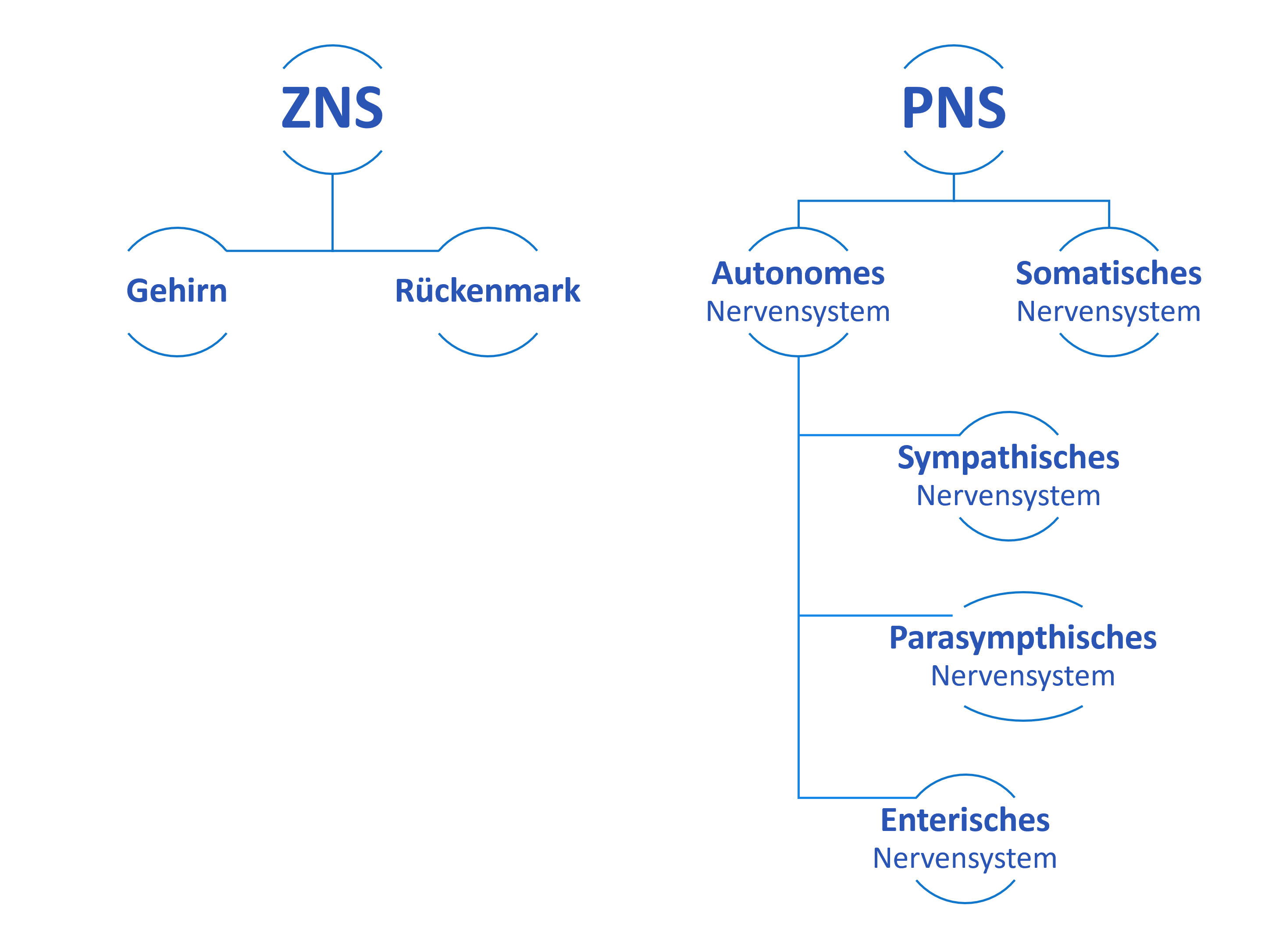 Nervensysteme